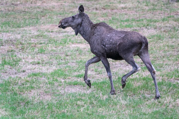 Eurasian elk (Alces alces)