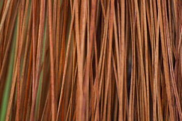 Dry Monterey Pine Needle Close-up Frame (Pinus radiata), Pretoria, South Africa