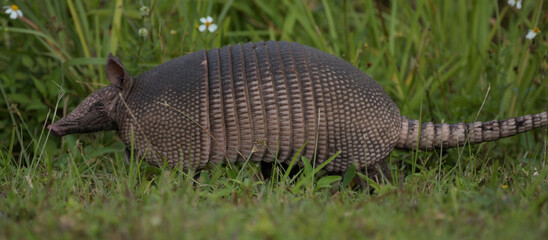 Armadillo at the Arthur R Marshall Loxahatchee Wildlife Refuge near Boynton Beach, Florida