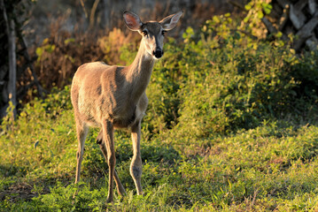 Whitetail Deer at the Arthur R Marshall Loxahatchee Wildlife Refuge near Boynton Brach, Florida