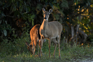 Whitetail Deer at the Arthur R Marshall Loxahatchee Wildlife Refuge near Boynton Brach, Florida