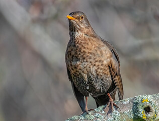 Amsel beobachtet die Umgebung