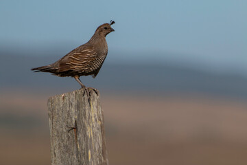 Alert female quail sitting on a fence post on the road to Point Reyes, California