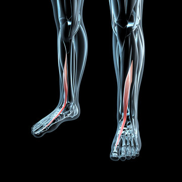 3d Illustration of the Extensor Hallucis Longus Muscles on Xray Musculature