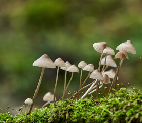 Mushroom colony on a tree