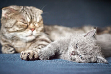 Relaxing little grey kitten and cat on blurred background