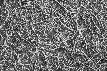 gray background. dry grass and frost