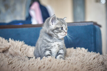 Grey tabby kitten sitting on a brown blanket