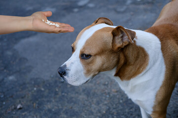 man, medic holds out medicine to big white dog with red spots, pet treatment concept, pet care, veterinary medicine