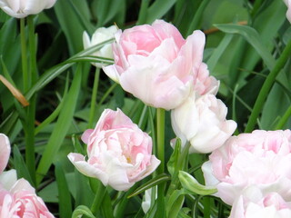 Tudor Schleurholts flowers