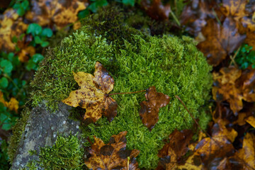 Fallen leaves background