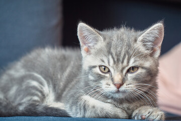 Grey kitten lying on a blue sofa looking at camera seriously