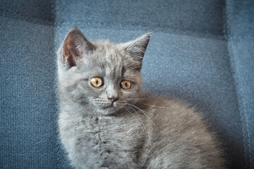 Young grey kitten sitting on blue sofa and looking away