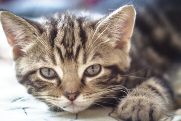 Tabby kitten lying on blanket closeup