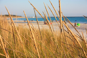 ears of corn and other dry vegetation from sea dune fauna at sunset time on the beach