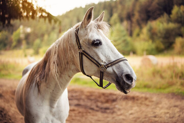White arabian horse standing on farm ground, blurred meadow and forest background, closeup detail to animal head