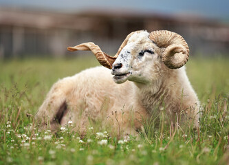 Obraz premium Sheep with twisted horns, (Traditional Slovak breed - Original Valaska ) resting in spring meadow grass, eyes half closed