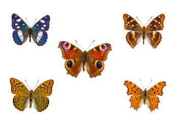 Obraz na płótnie Canvas Top view of Collection of European nymphalidae butterflies species on white background