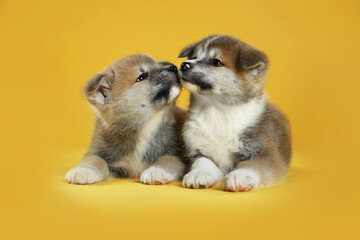 Adorable Akita Inu puppies on yellow background