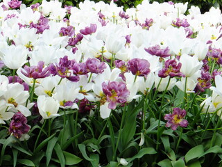 Tudor Schleurholts  flowers