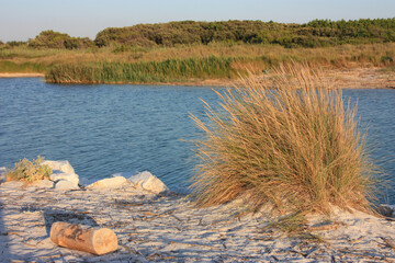 ears of corn and other dry vegetation from sea dune fauna at sunset time on the beach