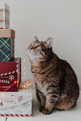 Christmas holiday online shopping. Gift boxes, lights. Festive season. Christmas gifts. Red, green, white, golden colors. Cute pet sits next to gifts. Holiday online shopping. Using credit cards.