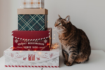 Christmas holiday online shopping. Gift boxes, lights. Festive season. Christmas gifts. Red, green, white, golden colors. Cute pet sits next to gifts. Holiday online shopping. Using credit cards.
