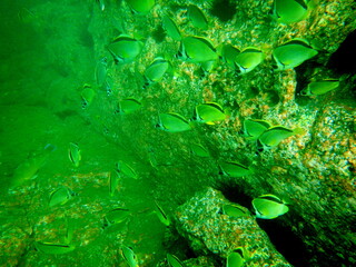 Costa Rica Pacific sea life