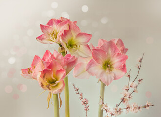 Hippeastrum (amaryllis) Galaxy Group "Caprice" and flowering apricot branches on a grey background