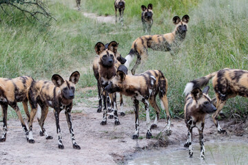 African Wild Dog drinking in Manyeleti game reserve in the Greater Kruger Region in South Africa