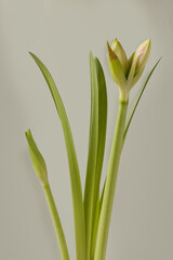 Bud  Hippeastrum (amaryllis)   