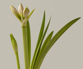 Bud  Hippeastrum (amaryllis)   "First Love" on a gray background