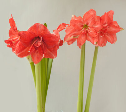 Two double varieties of hippeastrum (amaryllis) on a gray background
