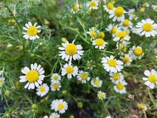 Fototapeta premium field of daisies