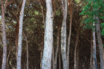 pine forest with many tall firs and pines and trunks of brown trees