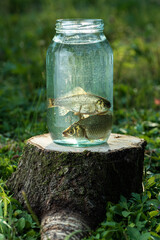 Glass jar with fish on a stump on the background of nature