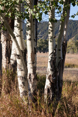 Birch trees in the sunshine