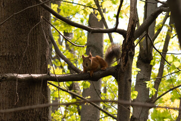 Red squirrel sitting on a tree branch