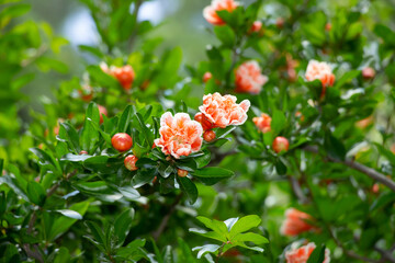 Pomegranate flowers on foliage background. Blooming pomegranate tree close up.