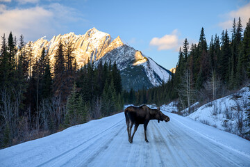 Moose (Alces alces) crossing the snowy road in Jasper National Park, Alberta, Canada