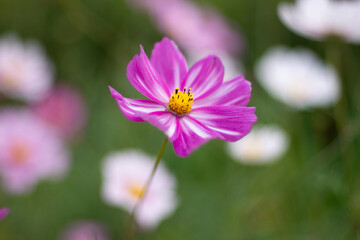 コスモス