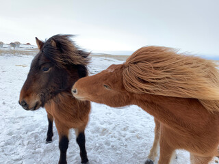 Islandia © Joanna