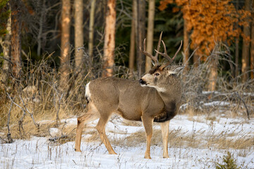 Mule deer (Odocoileus hemionus) buck walking in snowy forest