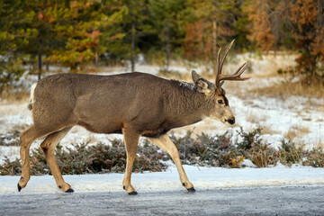 Naklejka na ściany i meble Mule deer (Odocoileus hemionus) buck walking in snowy forest