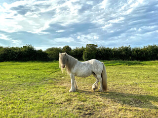 Fototapeta premium Old white Shire horse, standing in a field, on the outskirts of, Bradford, Yorkshire, UK