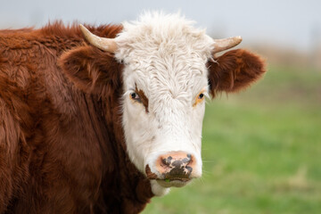 A Hereford cow with a white head, dark eyes, large ears and a red to the rusty body. The large beef...