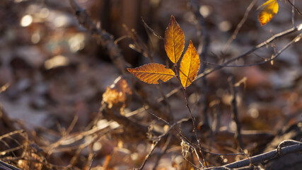 Golden-Brown Leaves 2