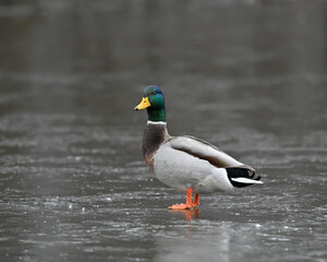 Male Mallard Drake Standing on Ice