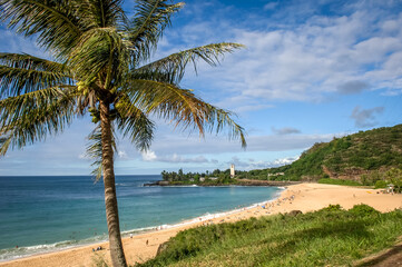 Obraz na płótnie Canvas Waimea Beach Oahu Hawaii Palm Tree