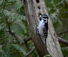  Female Hairy Woodpecker on Tree Trunk in Fall